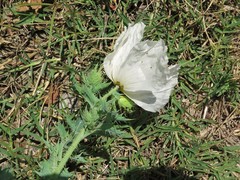 Argemone albiflora texana