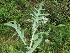 Argemone albiflora texana