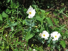 Argemone albiflora texana