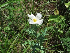 Argemone albiflora texana