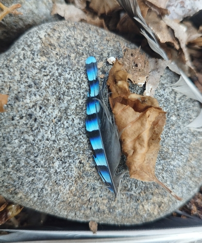Plume de Geai des chênes