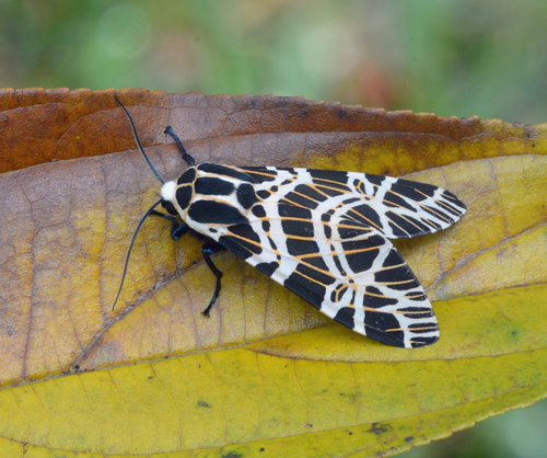 Hypercompe euripides · iNaturalist Mexico