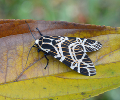 Hypercompe euripides