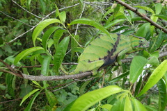 Furcifer balteatus