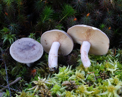 Lactarius hibbardiae