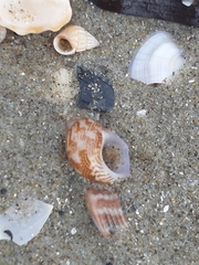 Phasianellidae