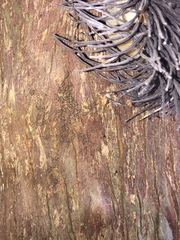 Cerastipsocus venosus image