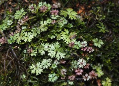 Hydrocotyle dissecta