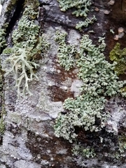 Menegazzia