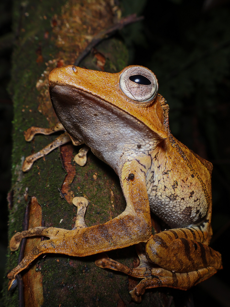 False File-Eared Tree Frog