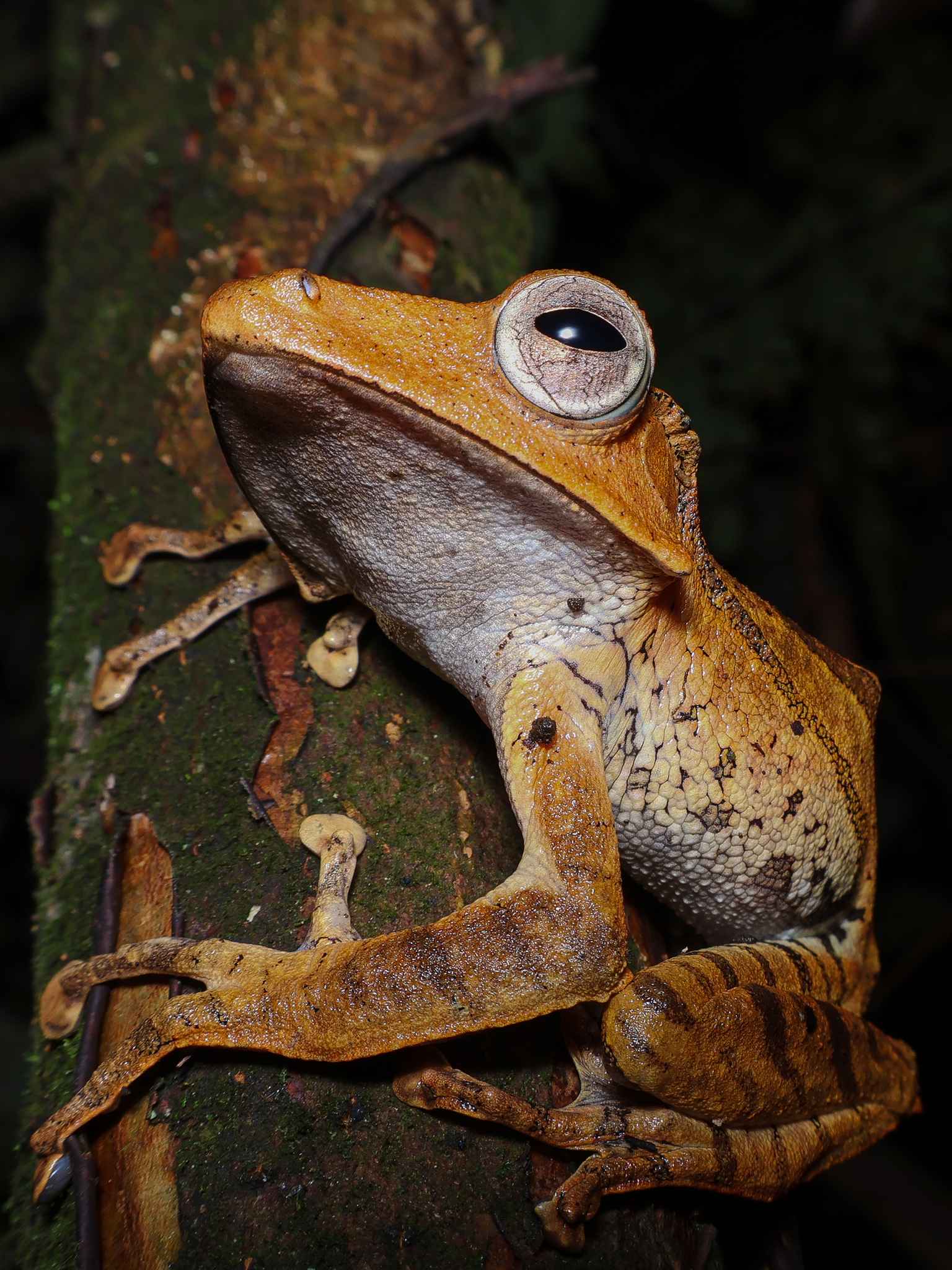 False File-Eared Tree Frog photo 7