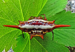 Gasteracantha versicolor