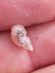 Phasianellidae