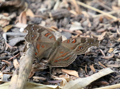 Junonia goudotii