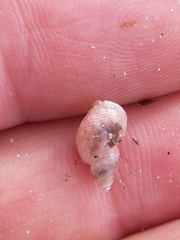 Phasianellidae