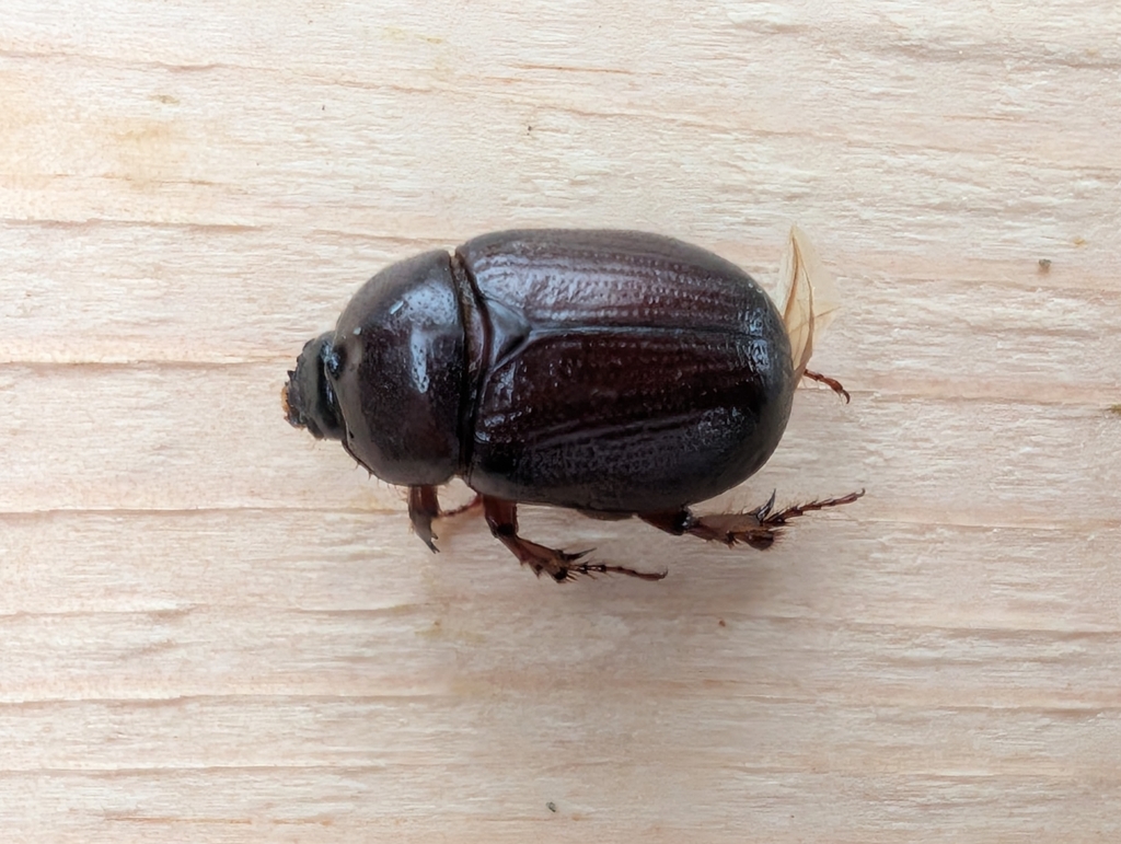 Ligyrus neglectus