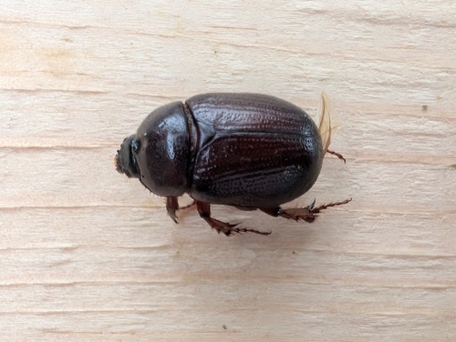 Ligyrus neglectus