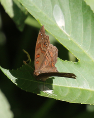 Junonia goudotii