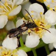 Molorchus bimaculatus