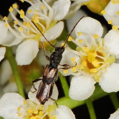 Molorchus bimaculatus