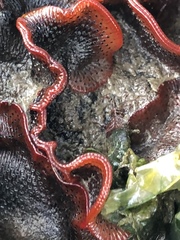 Watersipora subtorquata