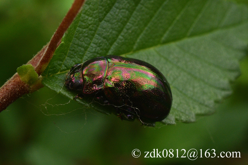 Ambrostoma quadriimpressa