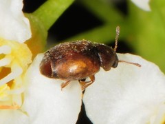 Heterhelus