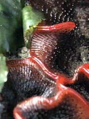 Watersipora subtorquata