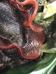 Watersipora subtorquata