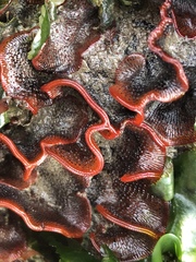 Watersipora subtorquata