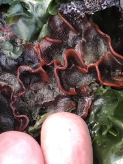 Watersipora subtorquata