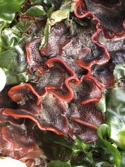 Watersipora subtorquata