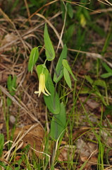Uvularia perfoliata