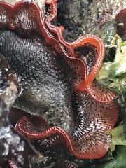 Watersipora subtorquata