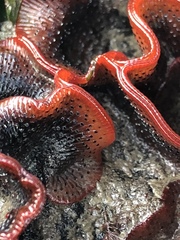 Watersipora subtorquata