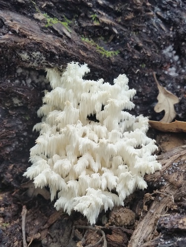 Coral tooth fungus