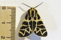 Apantesis nevadensis