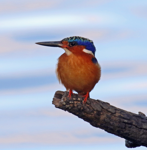 Malagasy Kingfisher