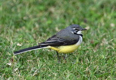 Motacilla flaviventris