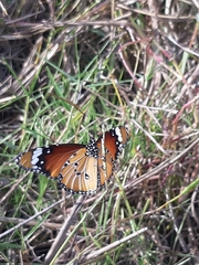 Danaus chrysippus