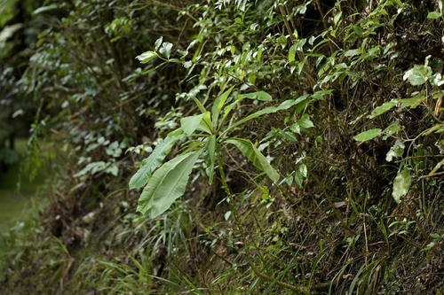 Lobelia giberroa, photograph 4