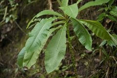 Lobelia giberroa, photograph (c) Christopher Stephens, some rights reserved (CC BY-SA)