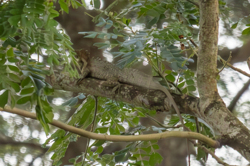 Hypsilurus papuensis observed 2025-07-14