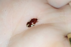 Chelonarium ornatum