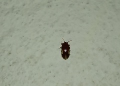 Chelonarium ornatum
