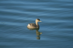 Tachybaptus dominicus