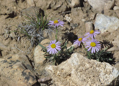 Erigeron clokeyi