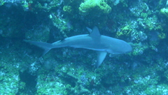 Carcharhinus perezii