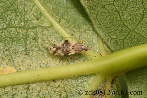 Metasalis populi