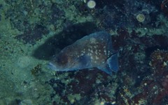 Rypticus saponaceus